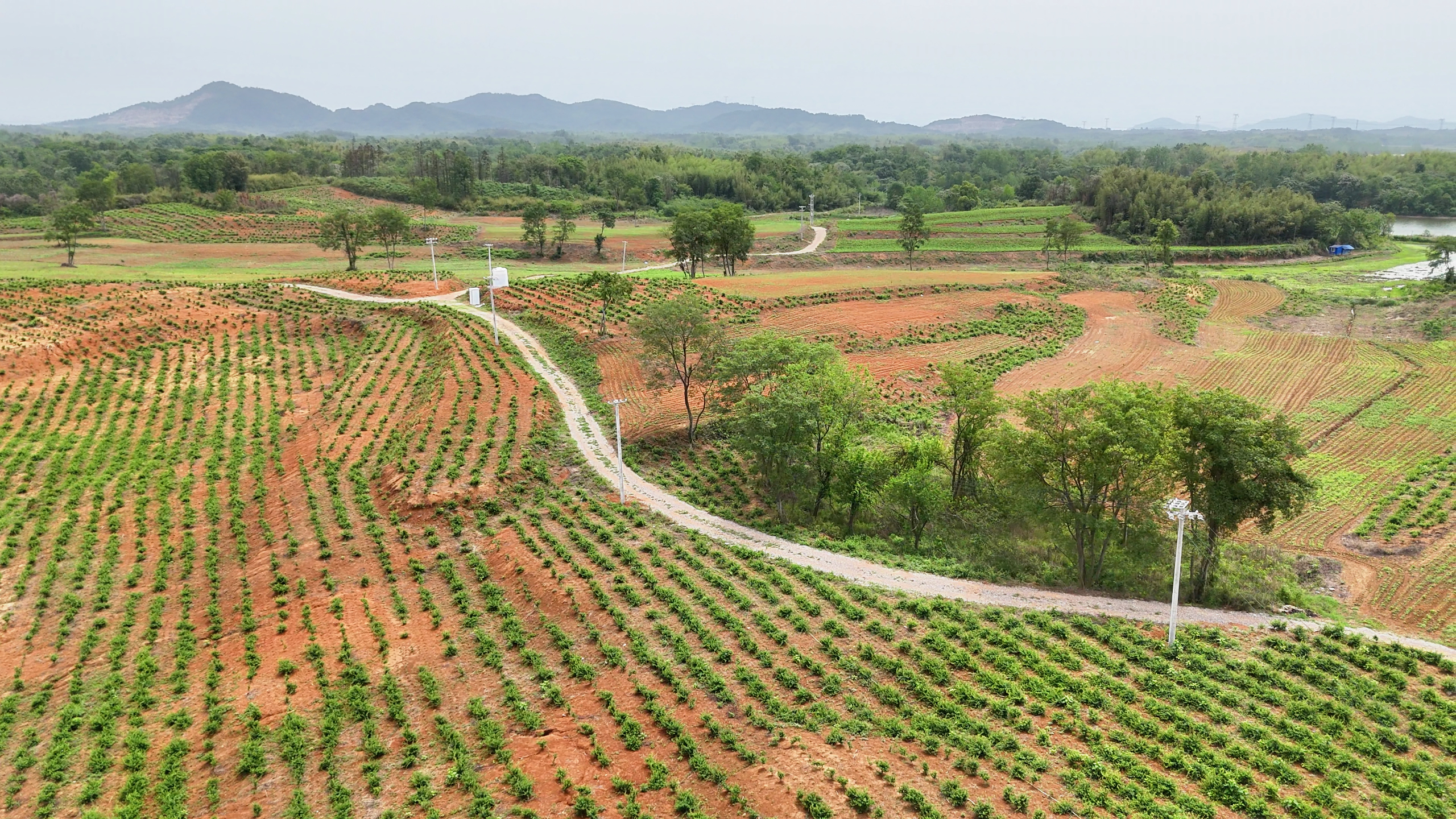 高鐵嶺鎮(zhèn)廣濟(jì)堂村：中藥材產(chǎn)業(yè)繪就鄉(xiāng)村振興新圖景